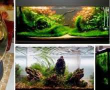 Kako pokrenuti akvarij iz nule.